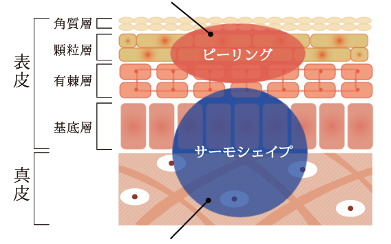 お肌の構造