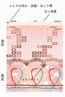 肌の状態